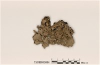 藏品(梅衣屬)的圖片